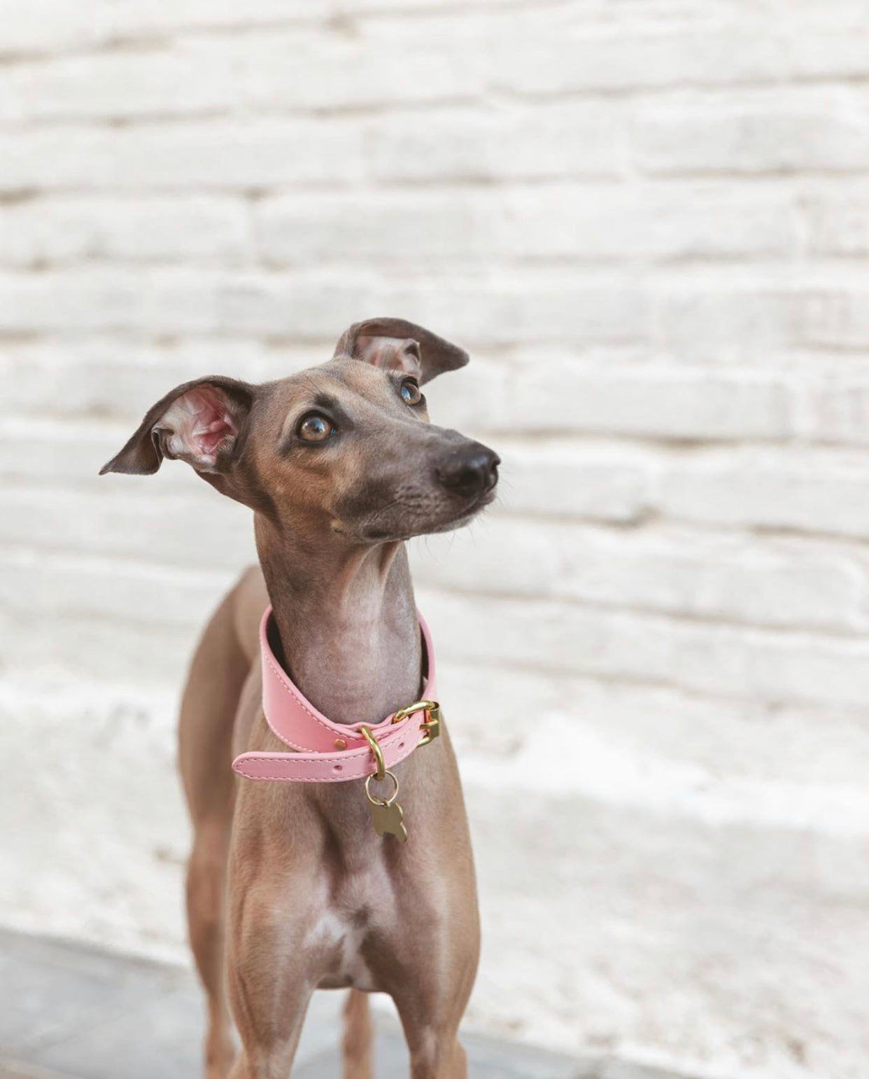 Collare per Cani Larghezza Rosa