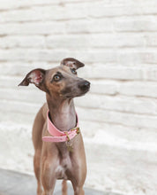 Collare per Cani Larghezza Rosa