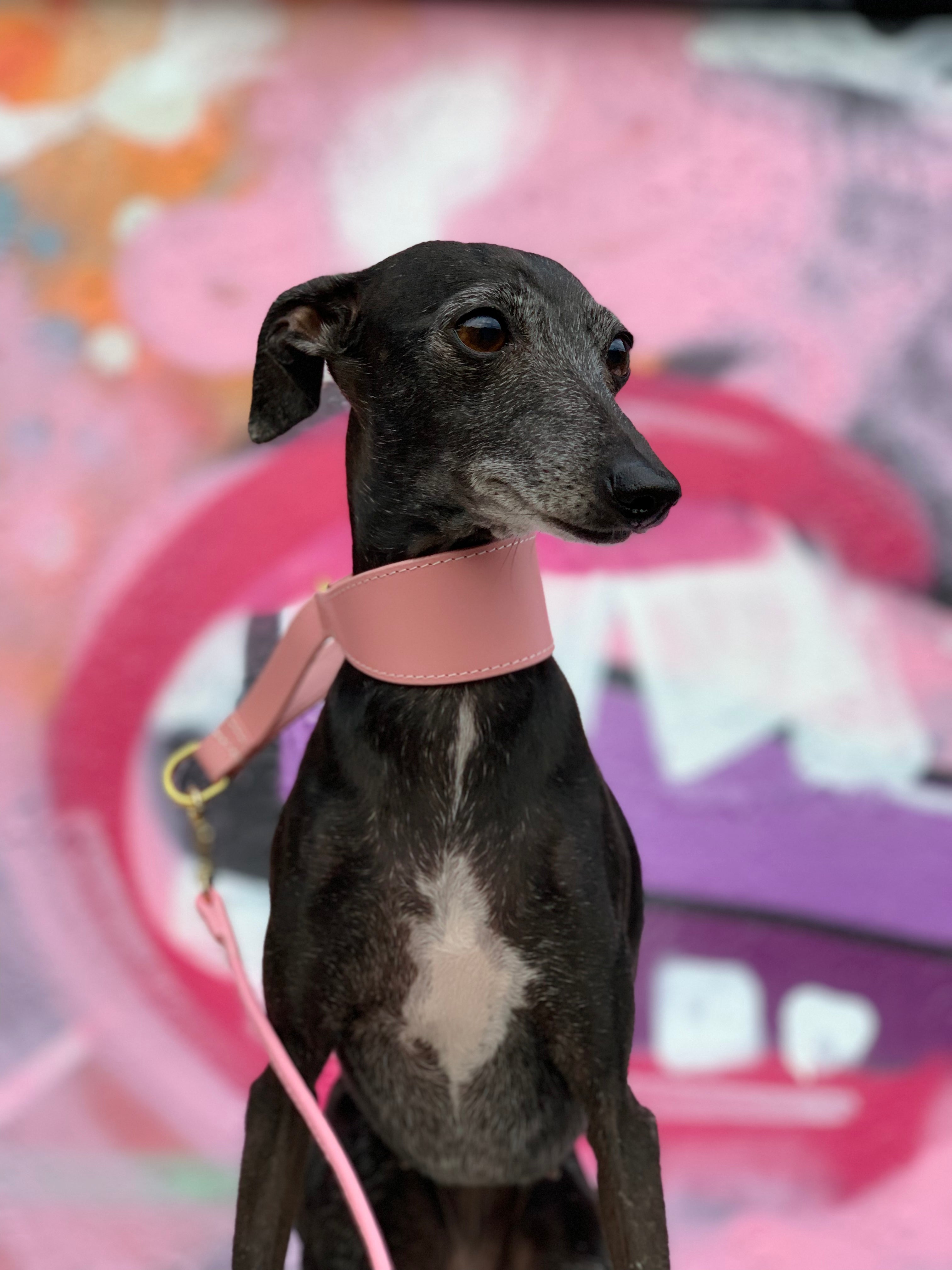 Martingala Larga per Cani Rosa