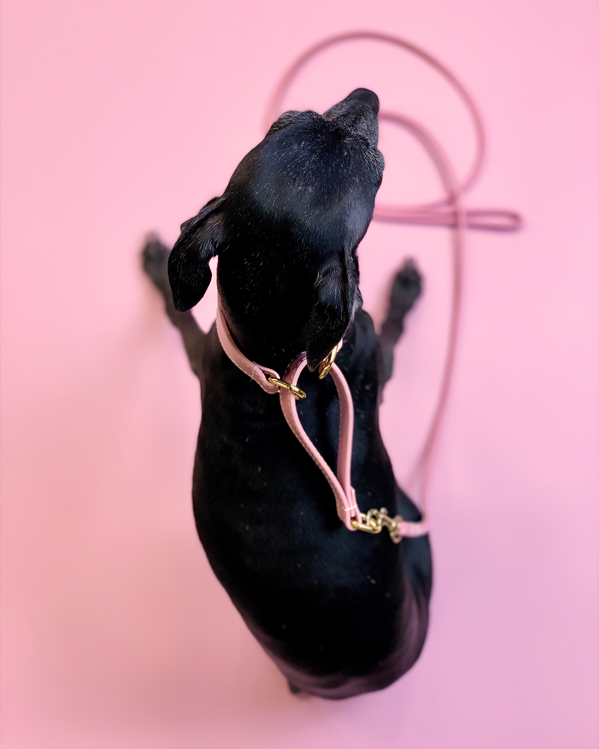 Martingala Larga per Cani Rosa