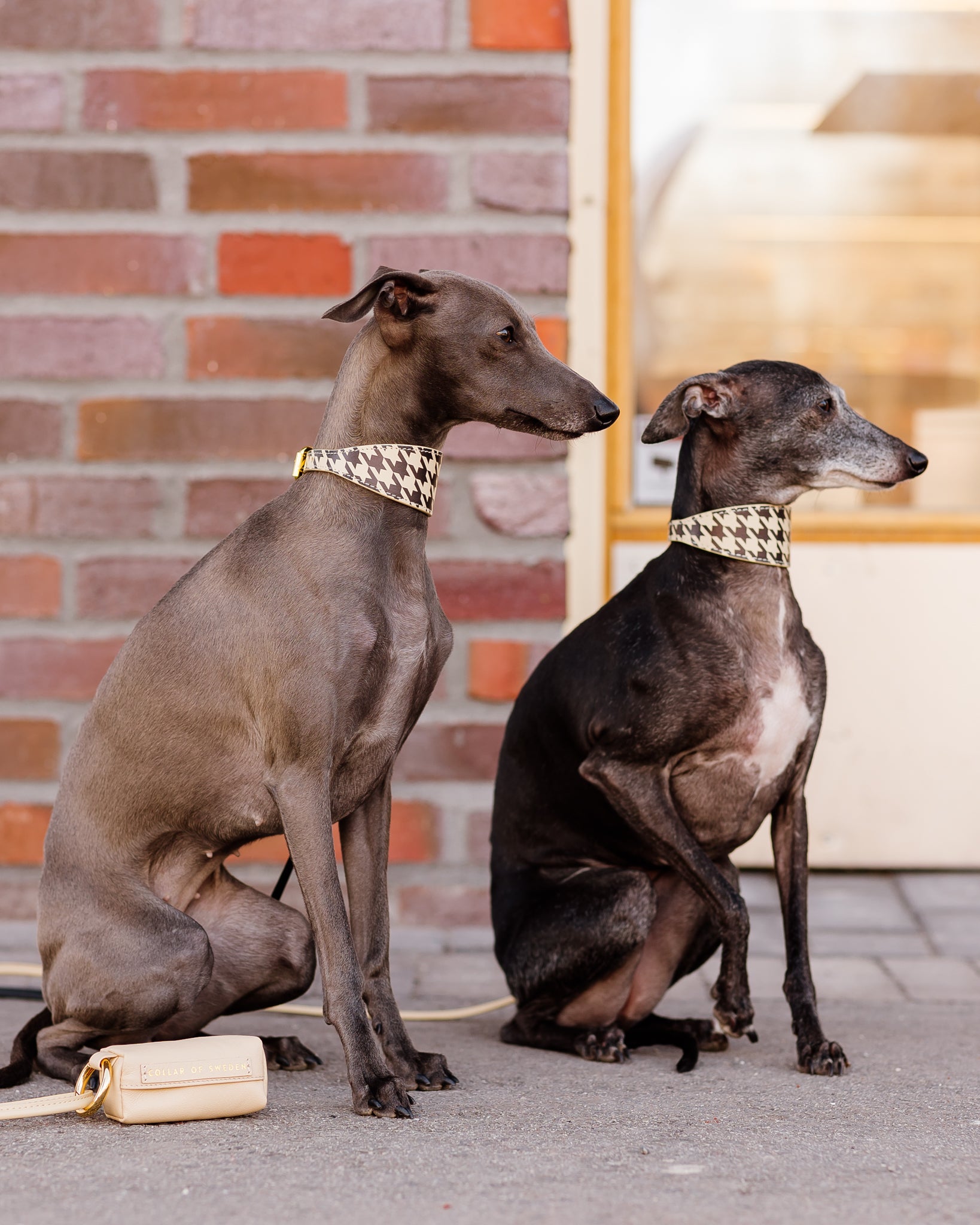 Collare per Cani Largo a Spina di Pesce Beige