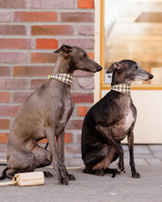 Collare per Cani Largo a Spina di Pesce Beige