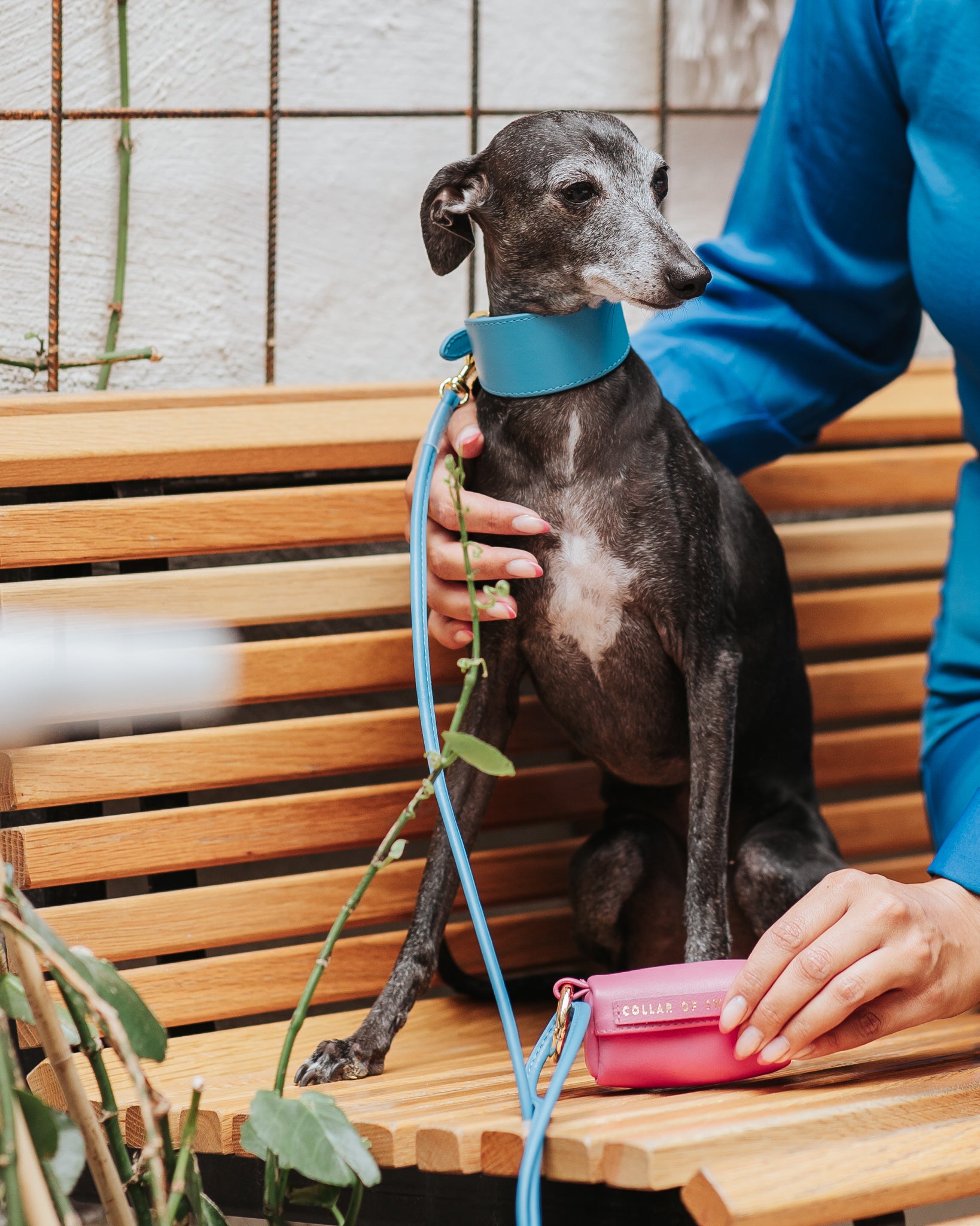 Guinzaglio per Cane Blu Neon