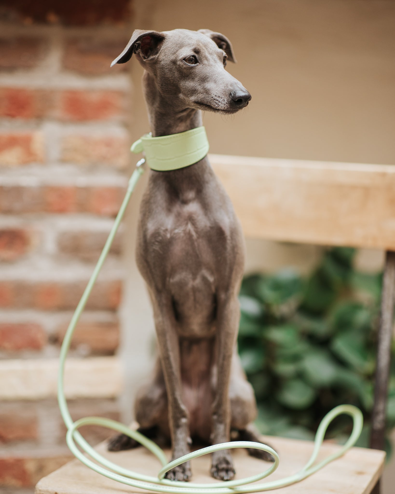 Guinzaglio Pastello Verde per Cani