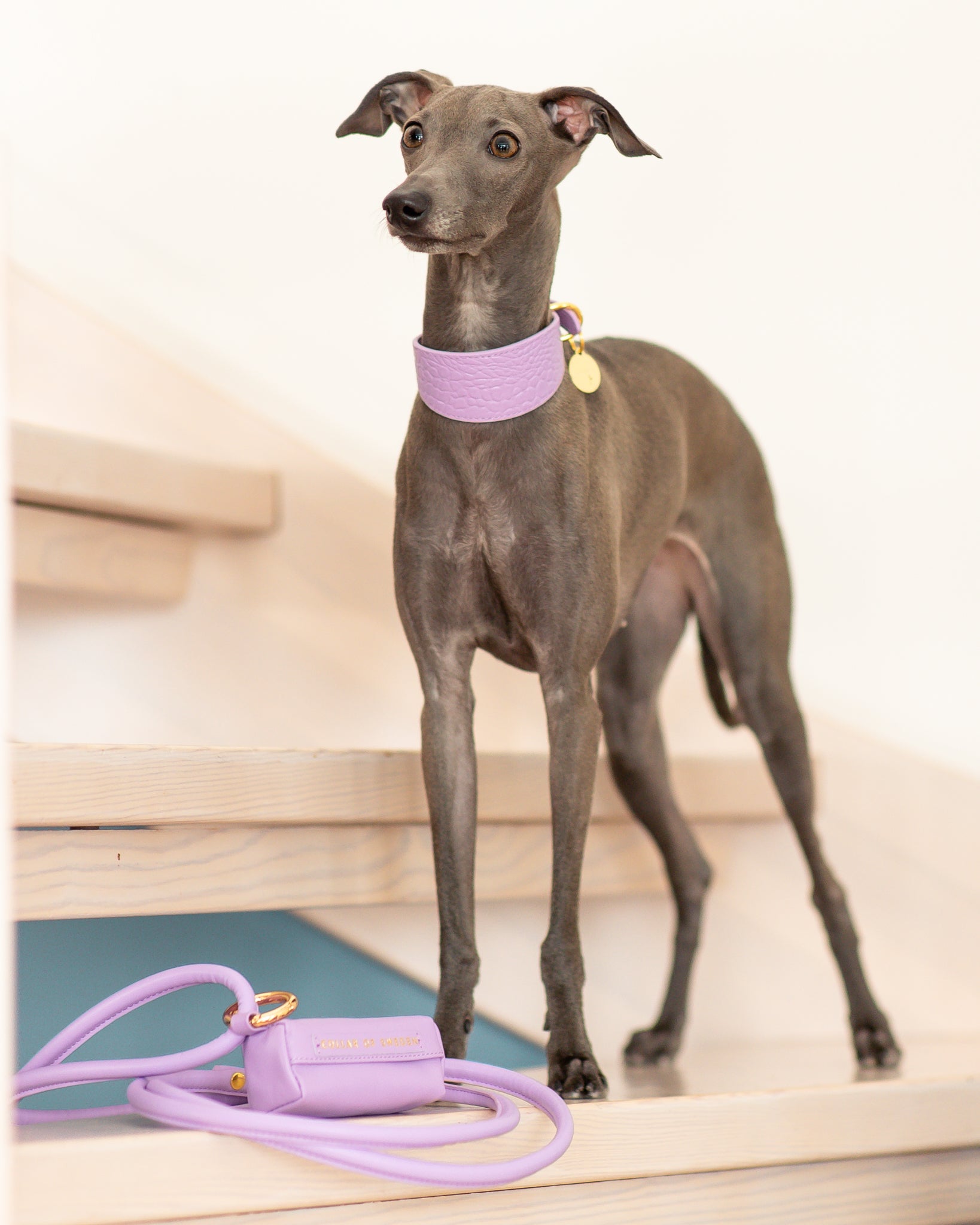 Guinzaglio per Cani Viola