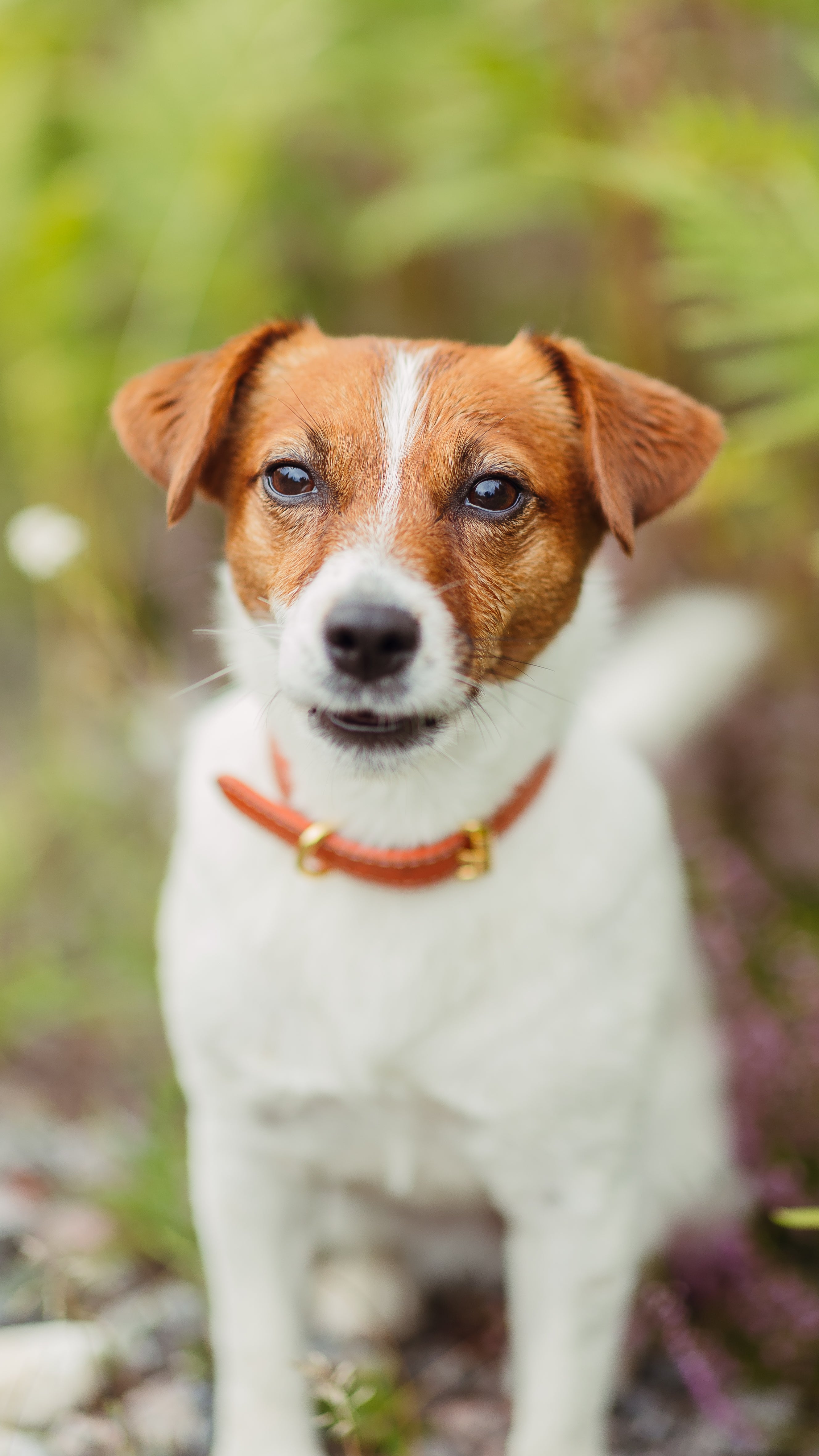 Collare per Cani Sottile Cognac