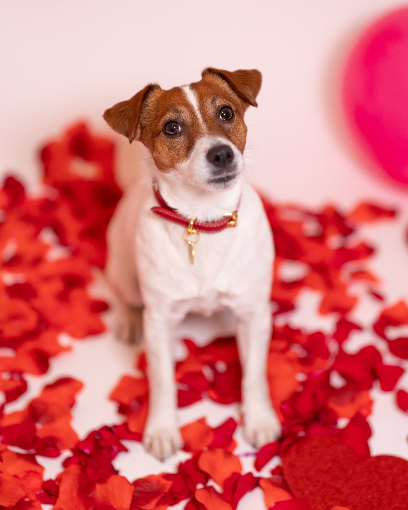 Collare Rosso per Cani Sottile