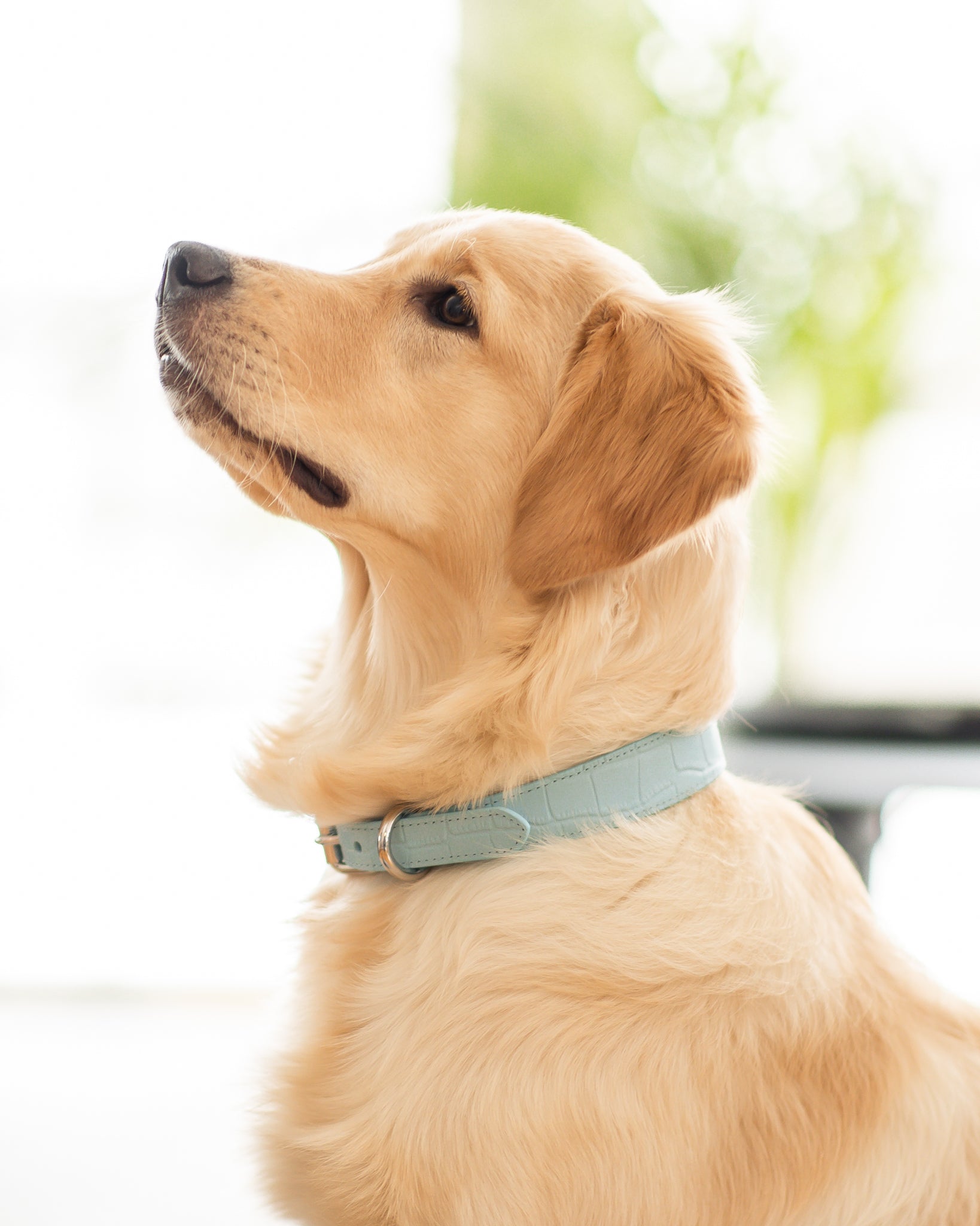 Collare per Cane Sottile Baby Blue Croco
