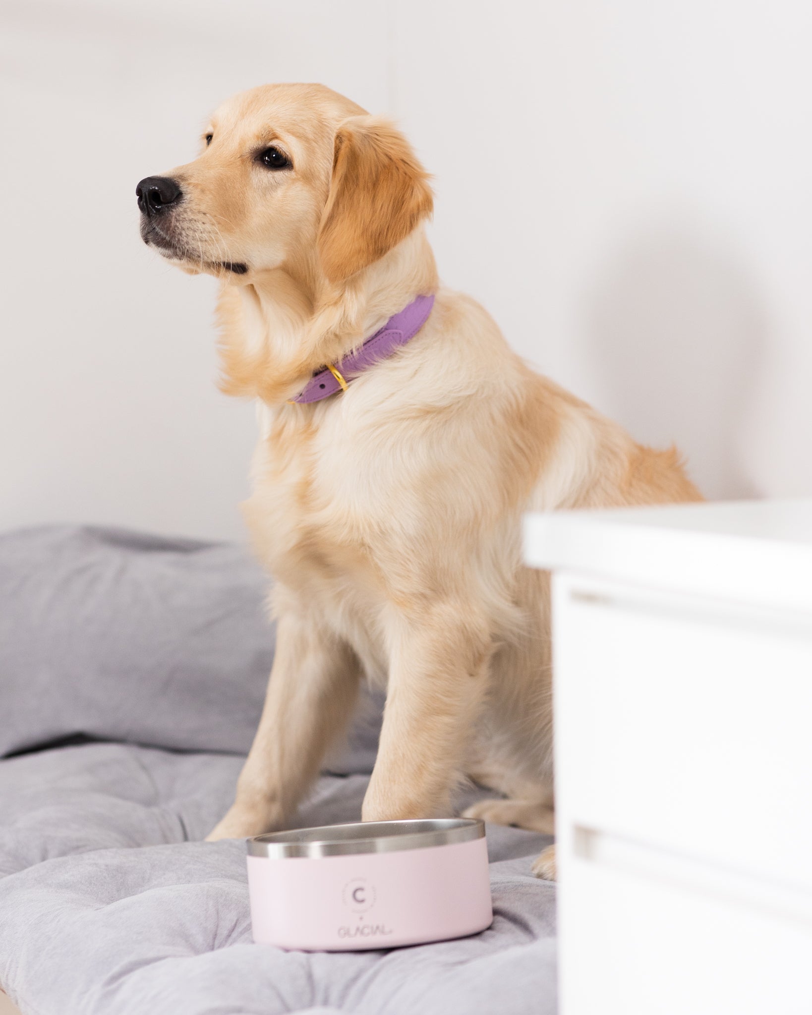 Ciotola per Cani Rosa Chiaro