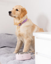 Ciotola per Cani Rosa Chiaro