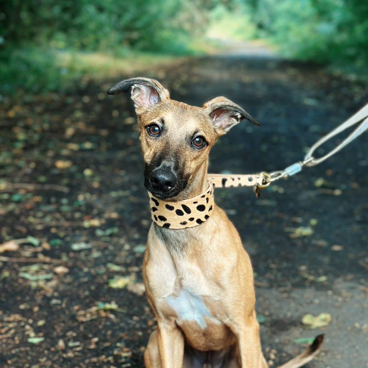 Collare Martingale Largo con Motivo Leopardo