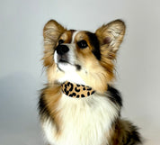 Collare per Cani Leopardato Largo