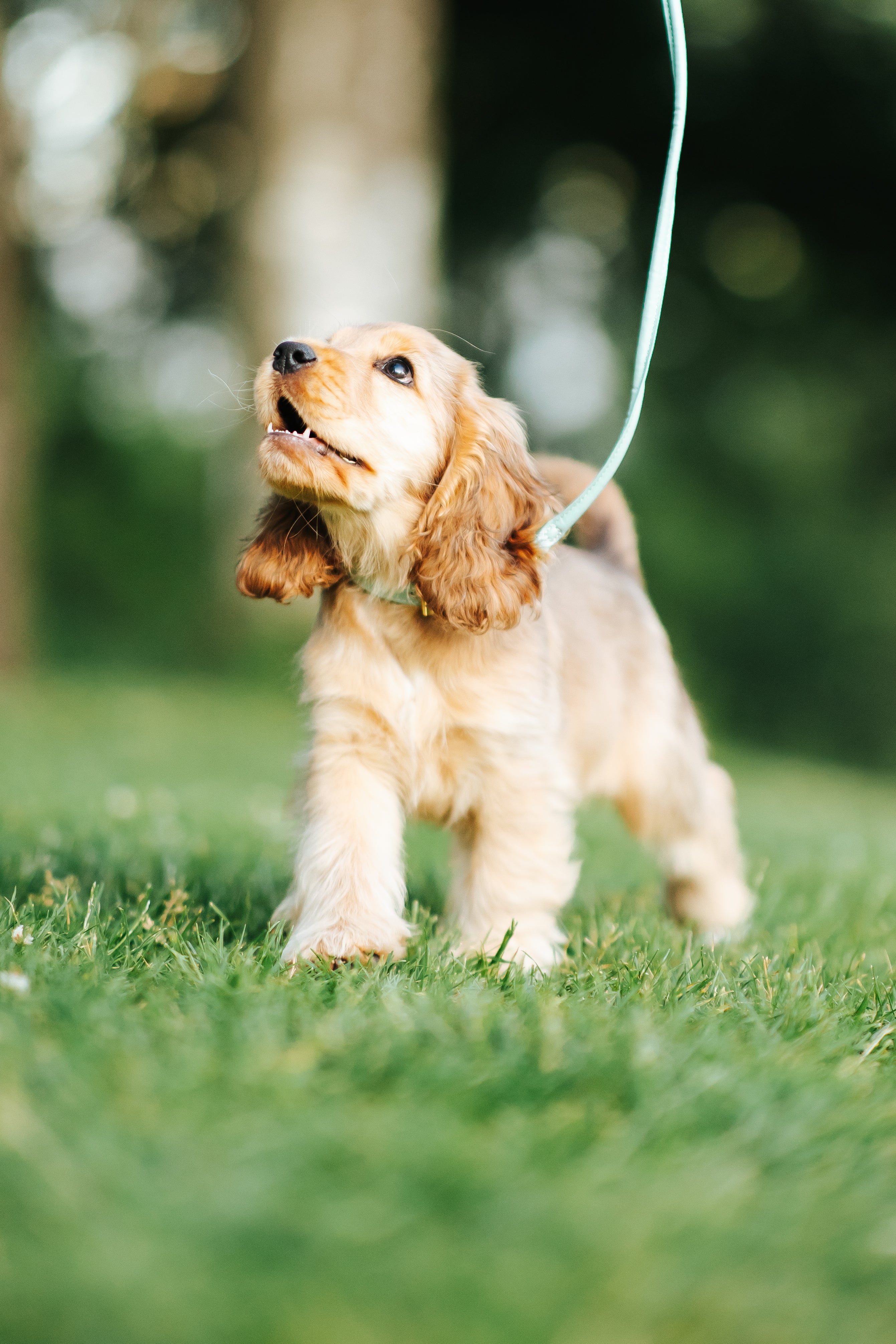 Collare per Cani Sottile Verde Menta