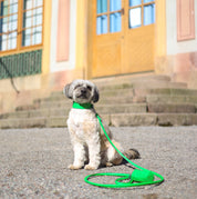 Collare per Cani Largo Verde Smeraldo Croco