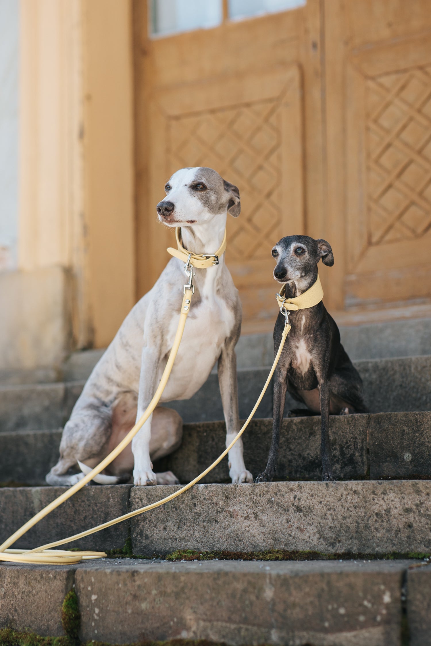 Collare per Cani Larghezza Giallo Pastello