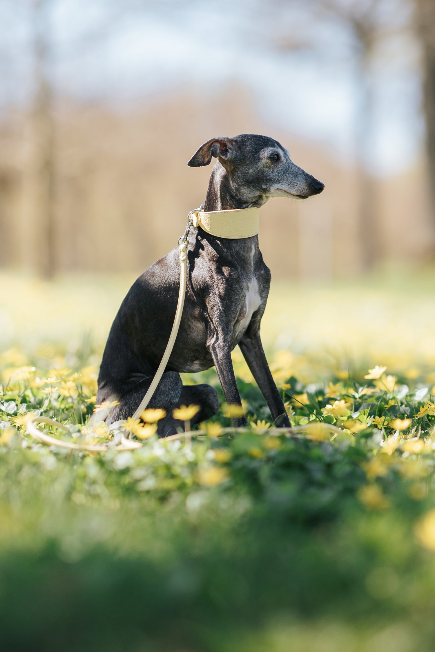 Collare per Cani Larghezza Giallo Pastello
