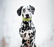 Collare Largo per Cani Verde Pastello Croco