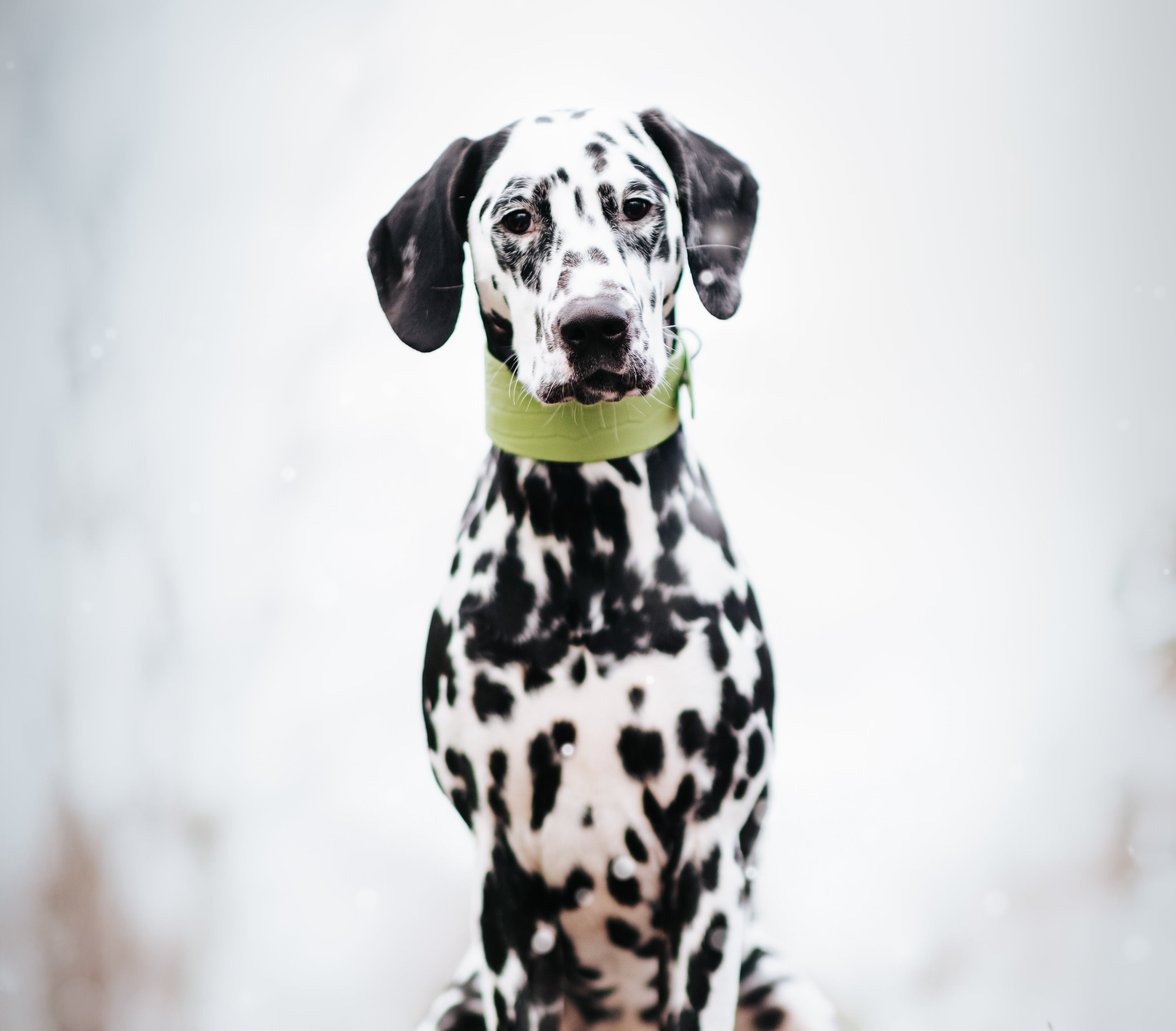 Collare Largo per Cani Verde Pastello Croco