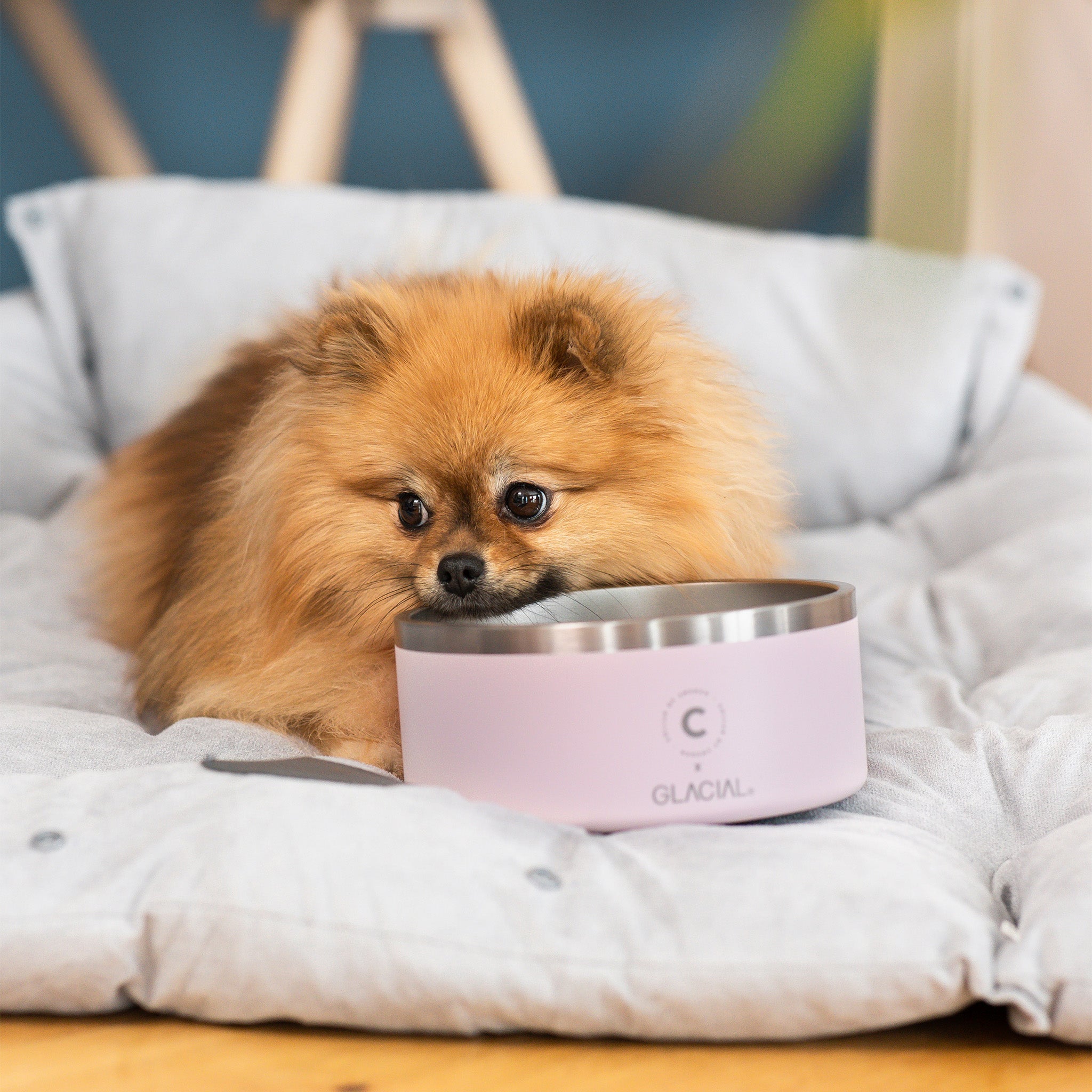 Ciotola per Cani Rosa Chiaro