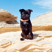 Collare per Cani Rosa Sottile