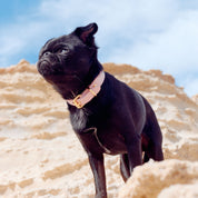 Collare per Cani Rosa Sottile