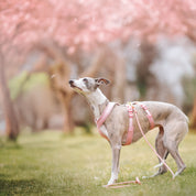 Imbracatura a Y rosa 