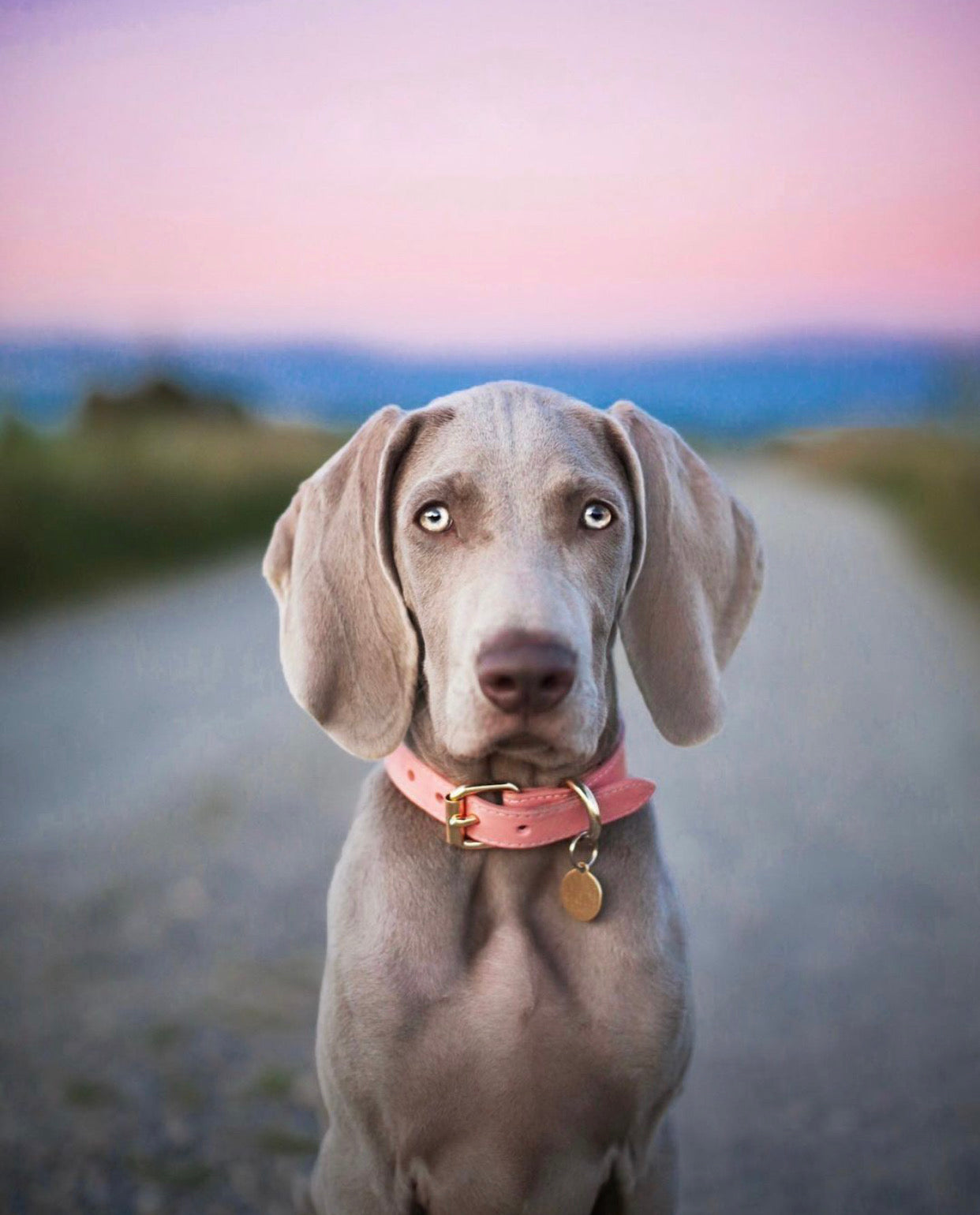 Collare per Cani Rosa Sottile