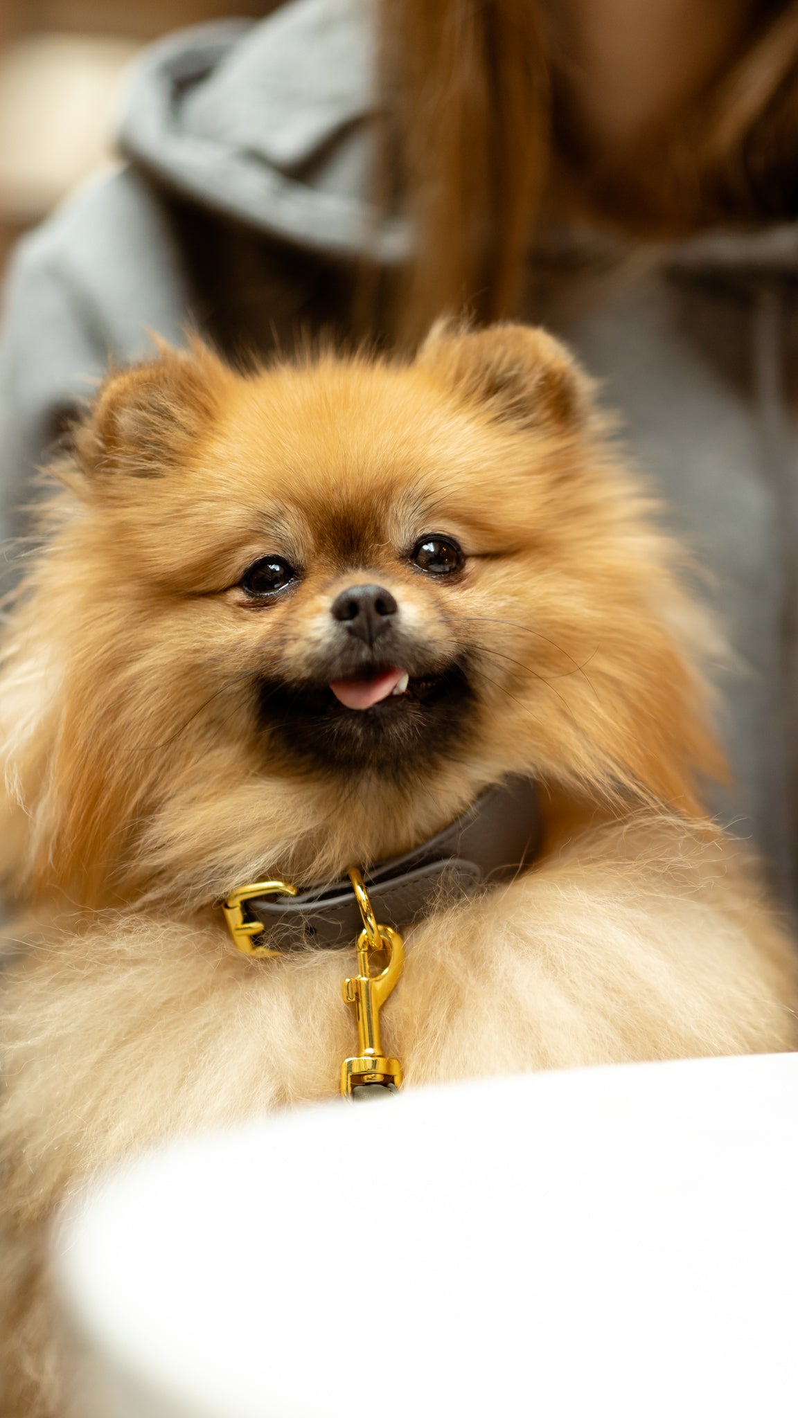Collare Sottile per Cani Grigio Scuro