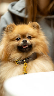 Collare Sottile per Cani Grigio Scuro