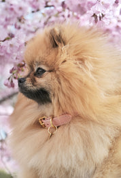 Collare per Cani Rosa Sottile