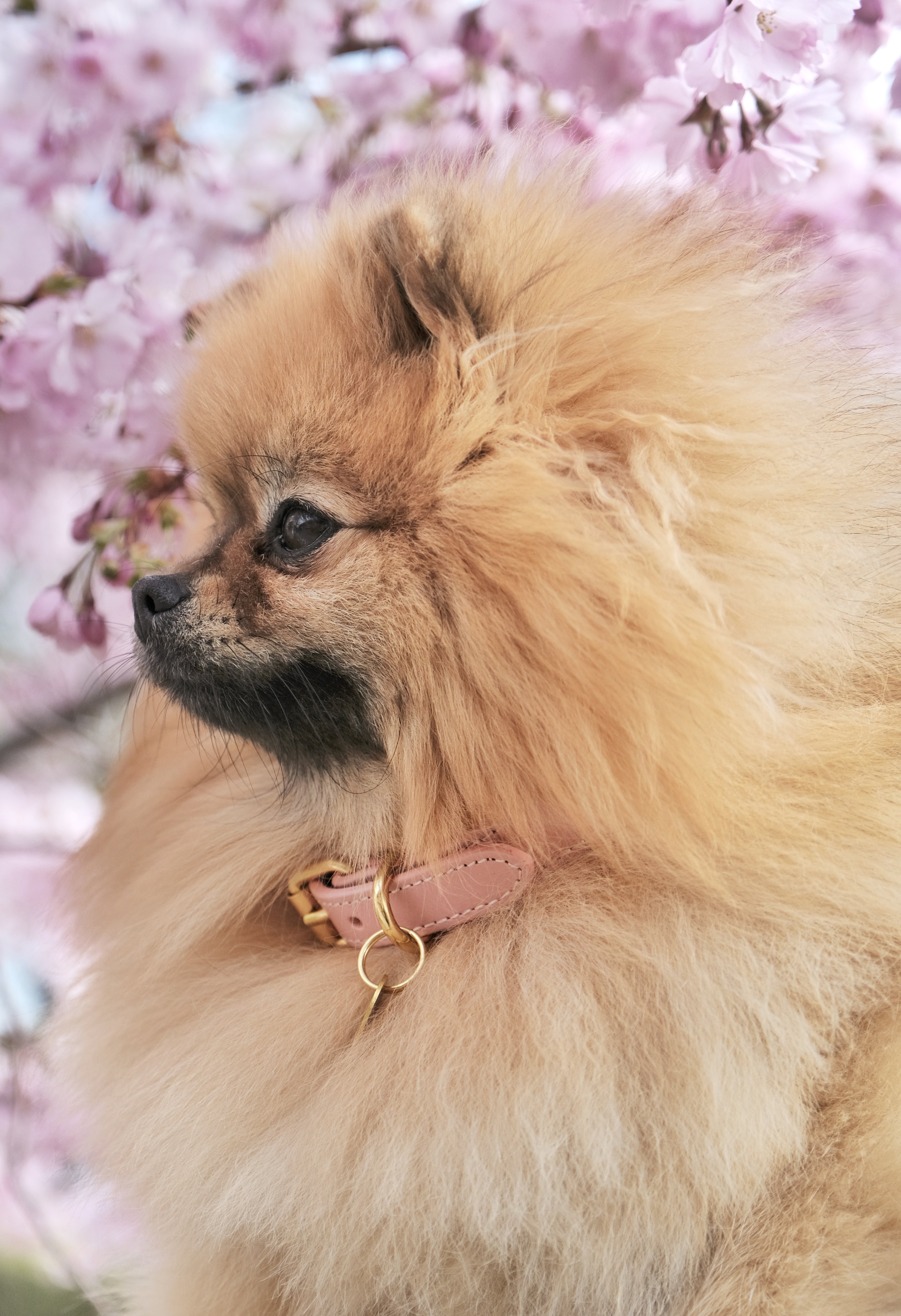 Collare per Cani Rosa Sottile