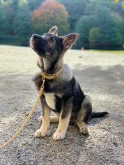 Collare Largo per Cani Beige