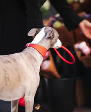 Collare per Cani Intrecciato Largo Rosso Puro