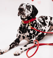 Collare Rosso per Cani Largo