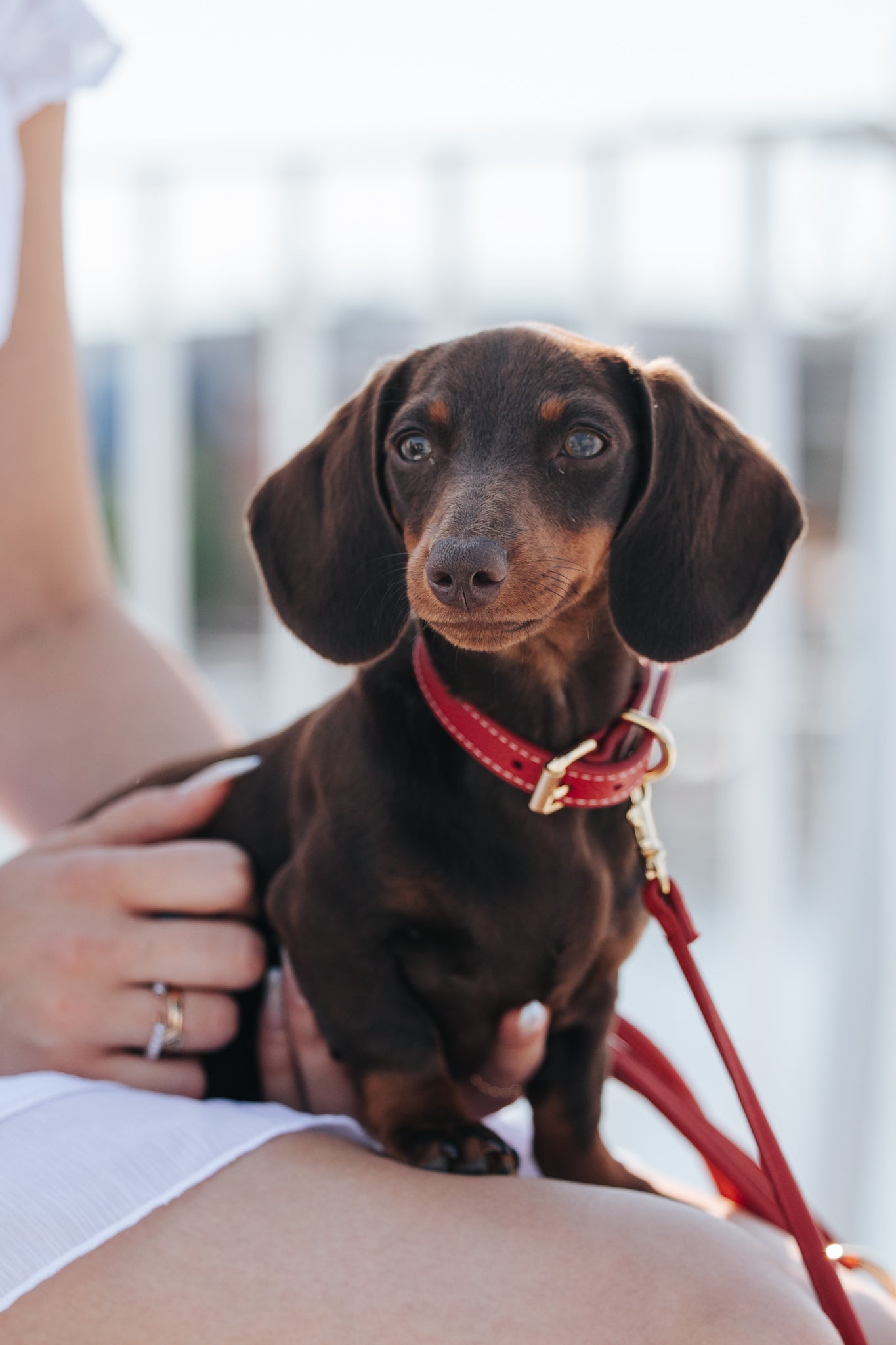 Guinzaglio Rosso per Cane