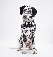 Collare Riflettente Largo Argento per Cani
