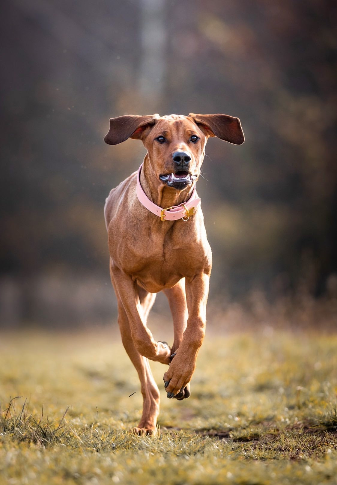 Collare per Cani Larghezza Rosa