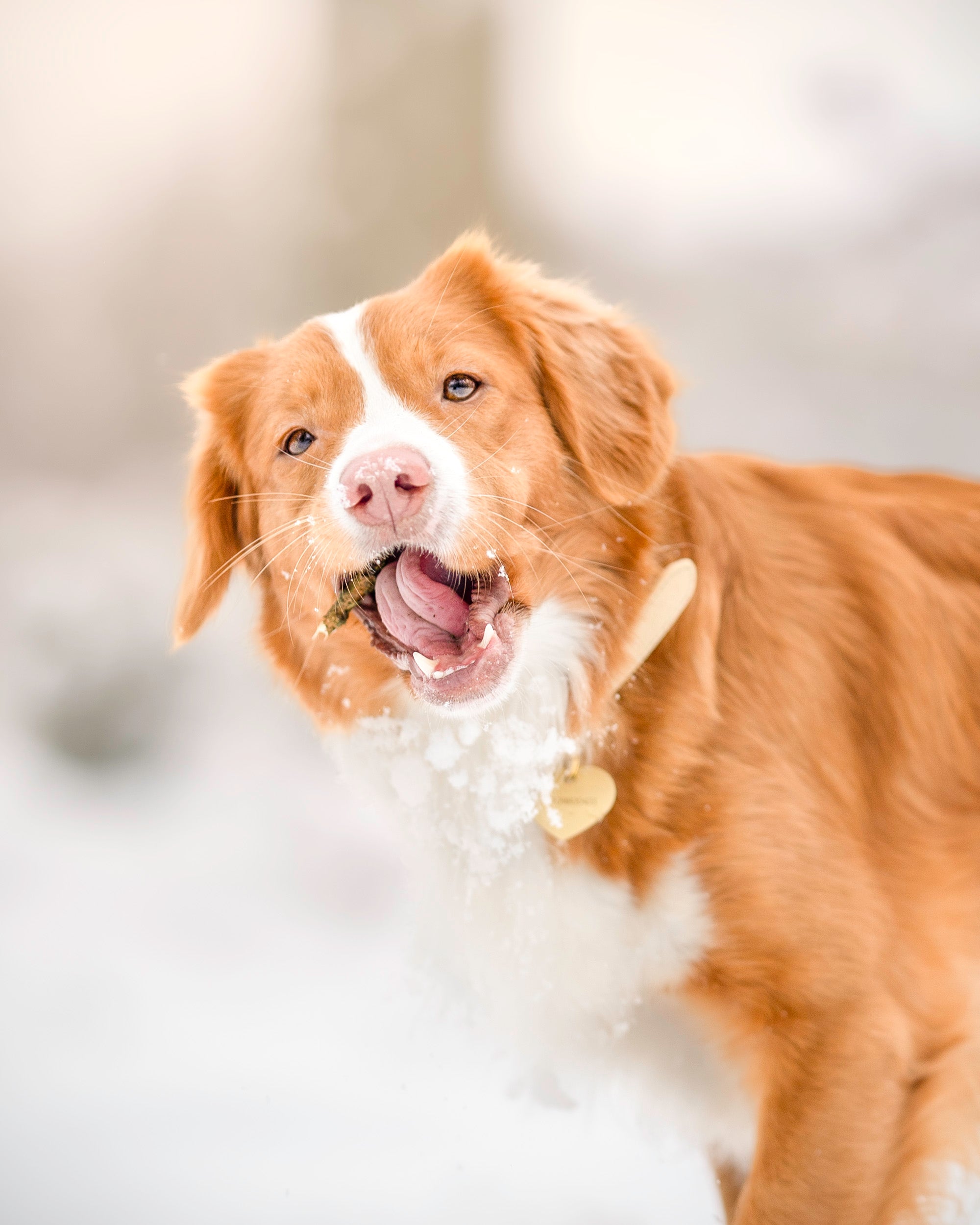 Collare per Cani Beige Sottile
