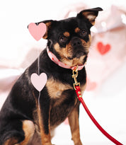 Collare d'amore per cani sottile