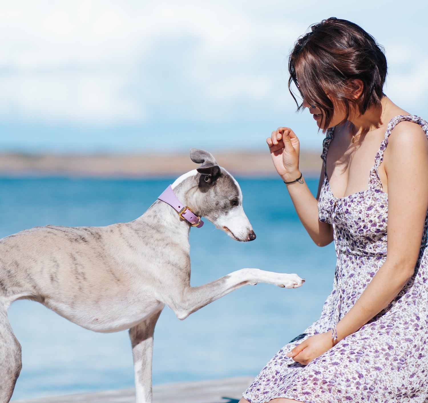 Collare per Cani Largo Viola