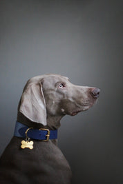 Collare per Cani Larghezza Blu Scuro