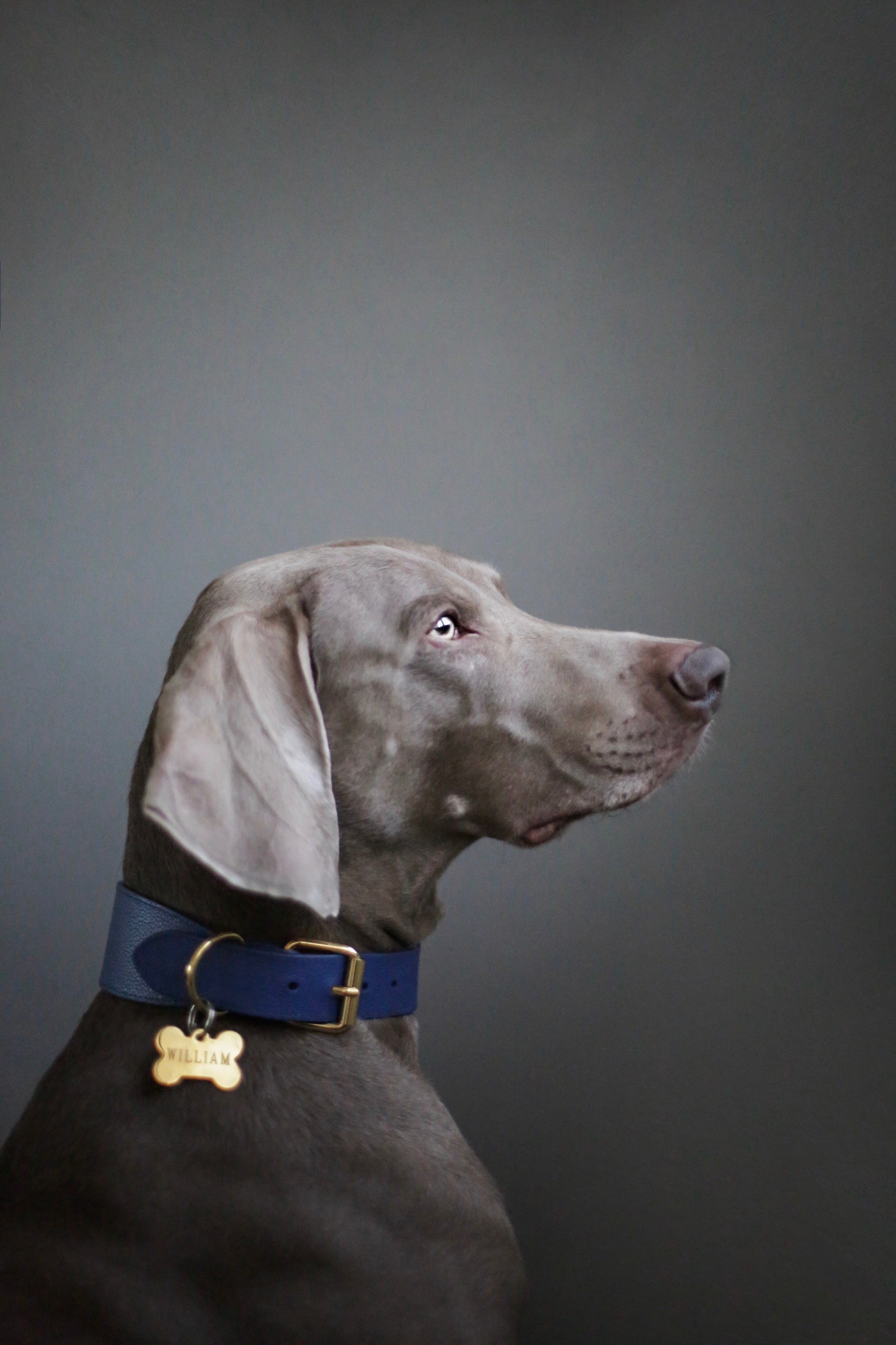 Collare per Cani Larghezza Blu Scuro