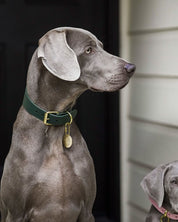 Collare Largo per Cani Verde Scuro
