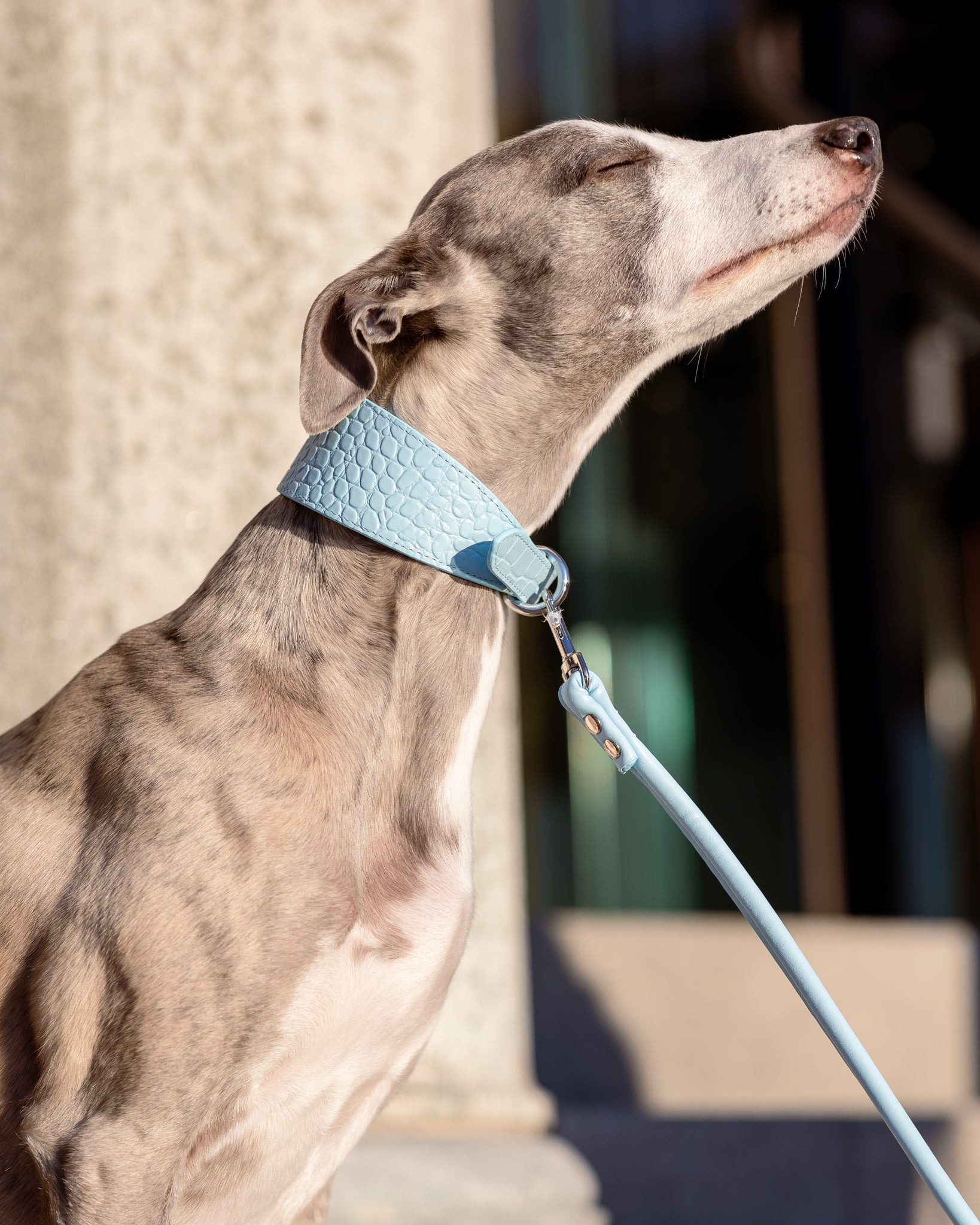 Guinzaglio per Cani Baby Blue