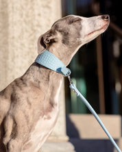 Guinzaglio per Cani Baby Blue
