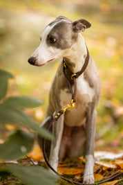 Martingala Larga per Cani Caffè Marrone