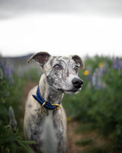 Collare per Cani Larghezza Blu Scuro