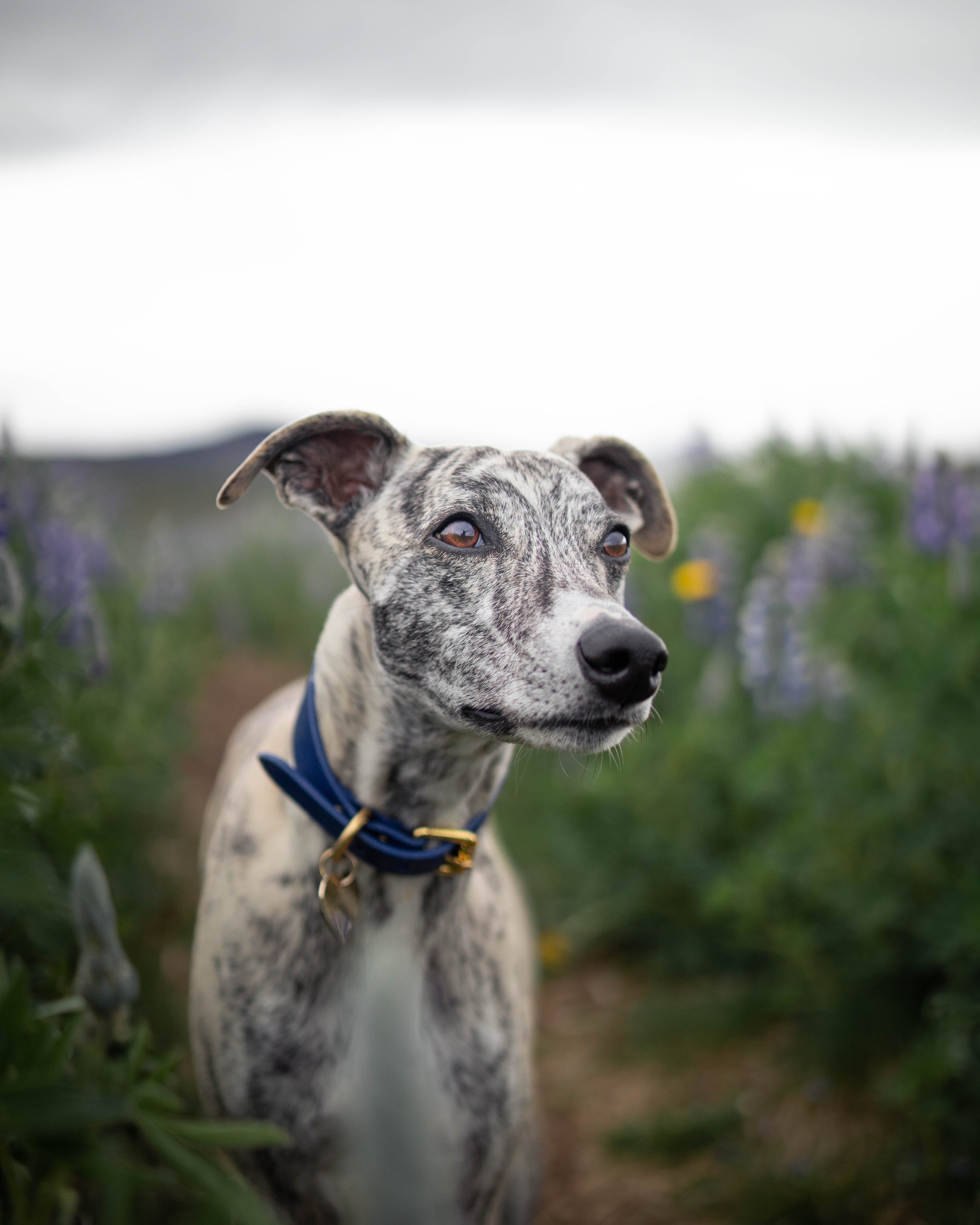 Collare per Cani Larghezza Blu Scuro