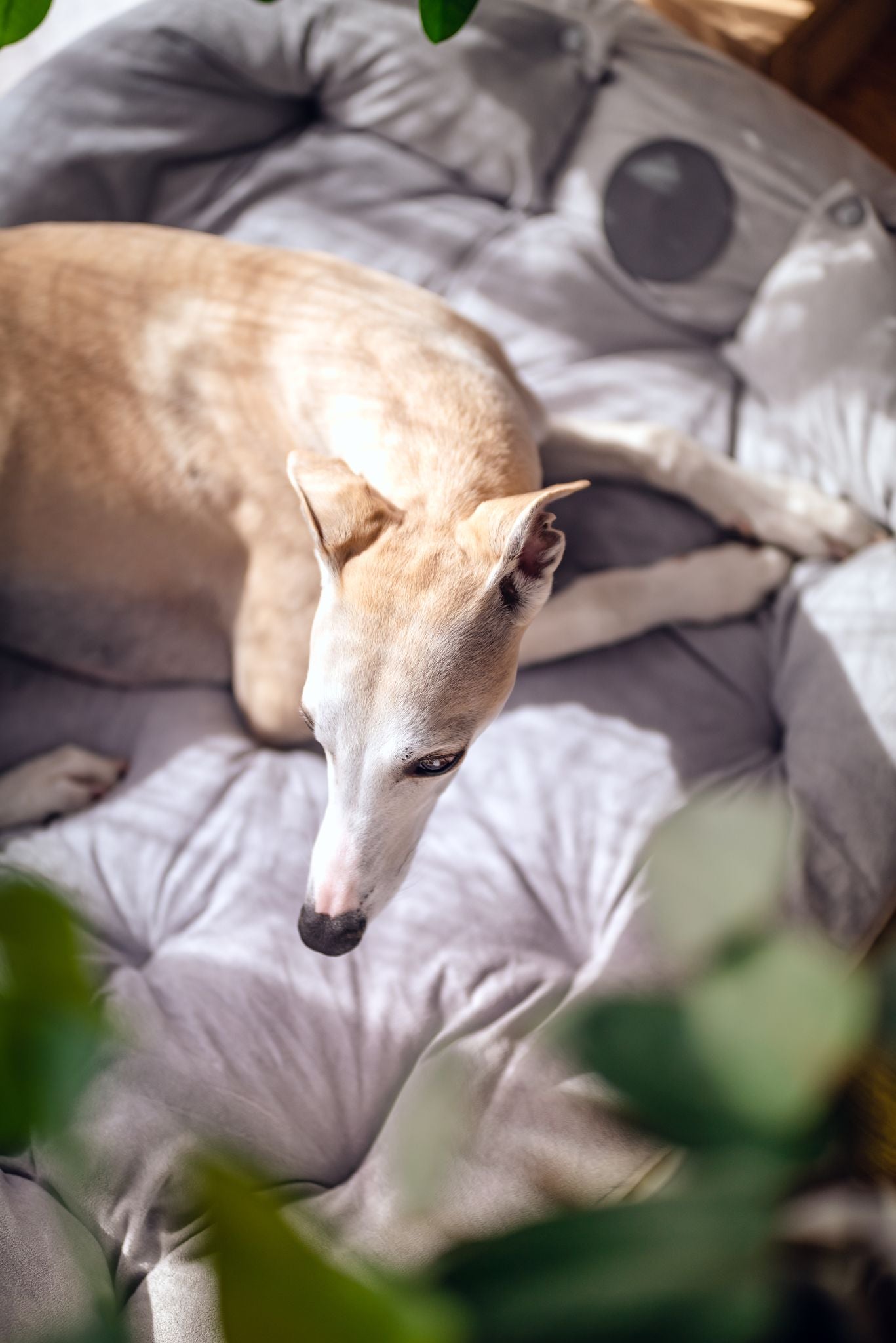 Letto per Cani Grigio 3in1