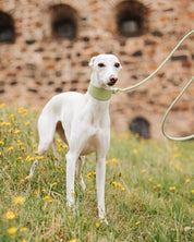Collare Largo per Cani Verde Pastello Croco